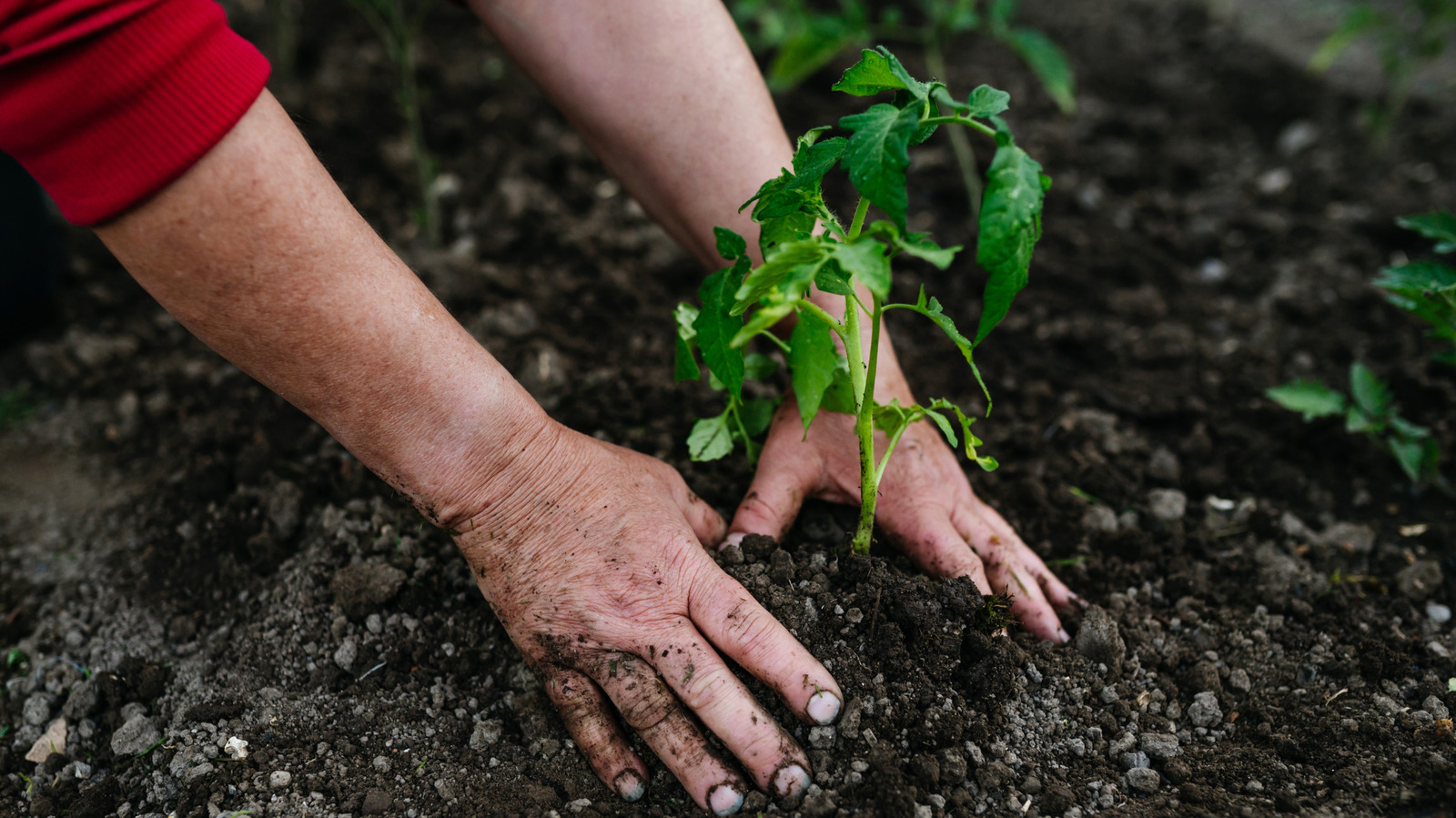 Not Straw Or Compost: The Eco-Friendly Mulch That Your Tomatoes Will Love