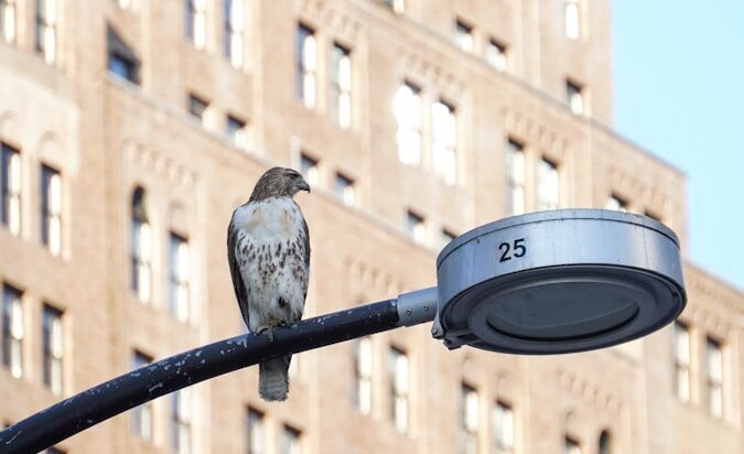 New York’s birds disappear as wildfire smoke arrives