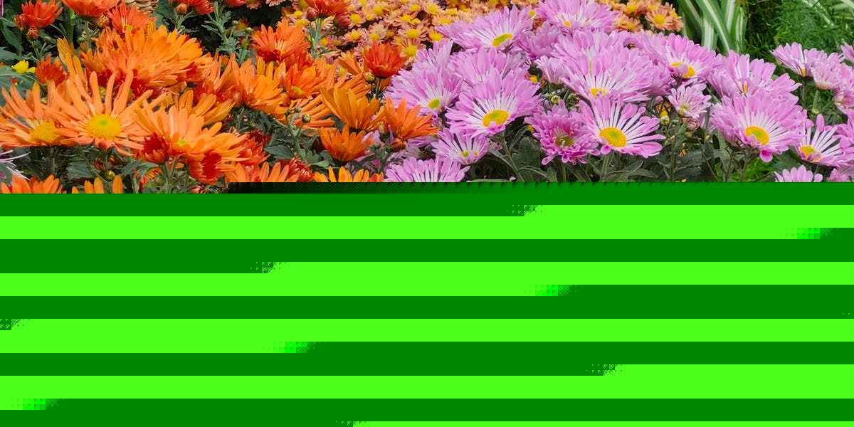37 Best Fall Flowers That’ll Completely Transform Your Garden