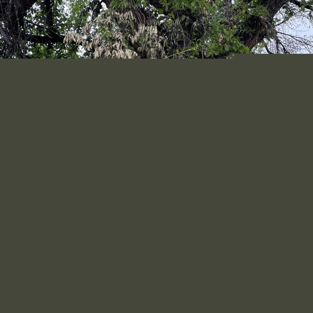 Dakota Gardener: Woes of the American elm – It’s complicated…
