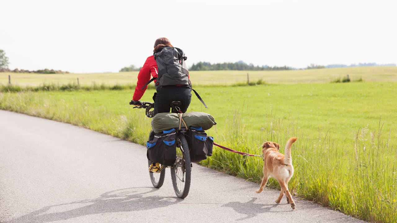 Fit für die Fahrradtour - Mit diesen Tipps läuft Ihr Hund sicher am Rad
