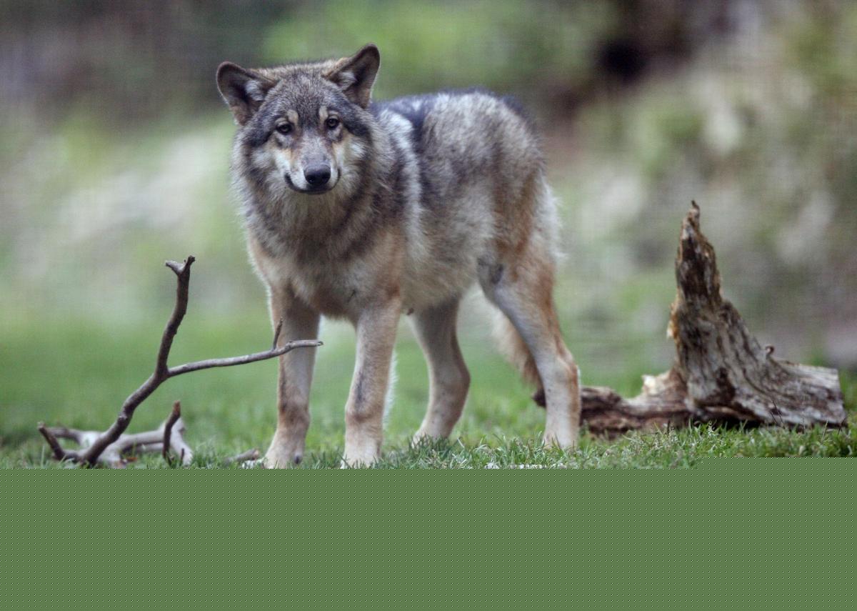 Hautes-Alpes : trois personnes seront jugées pour le braconnage de neuf loups