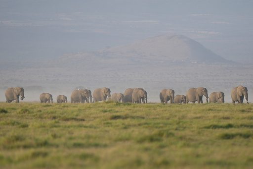 Kenya says 15 elephants died of cyanide poisoning after eating tomatoes from nearby farms