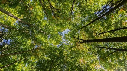 Claremont tree retention policy out for public comment