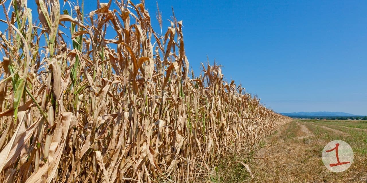 ‘Arizona-like’ drought hits local NY farms