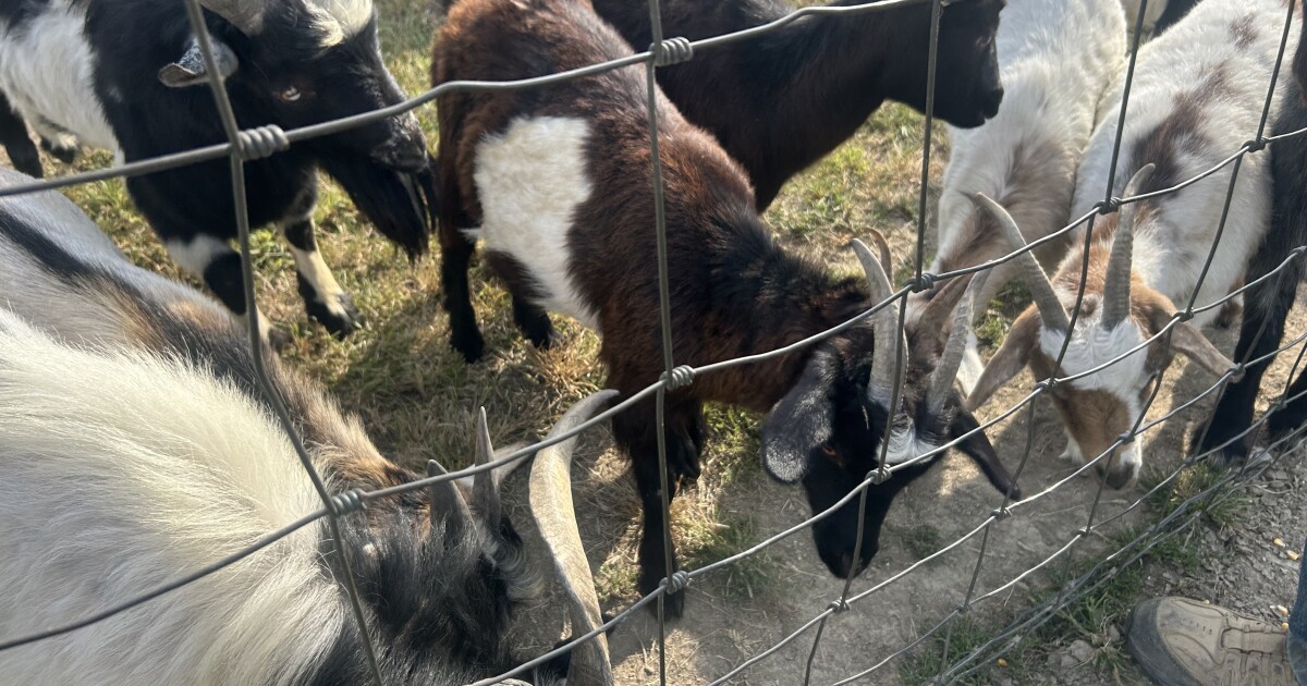 Fall fun: Family-owned farm expands, hopes to attract more people to Fortville