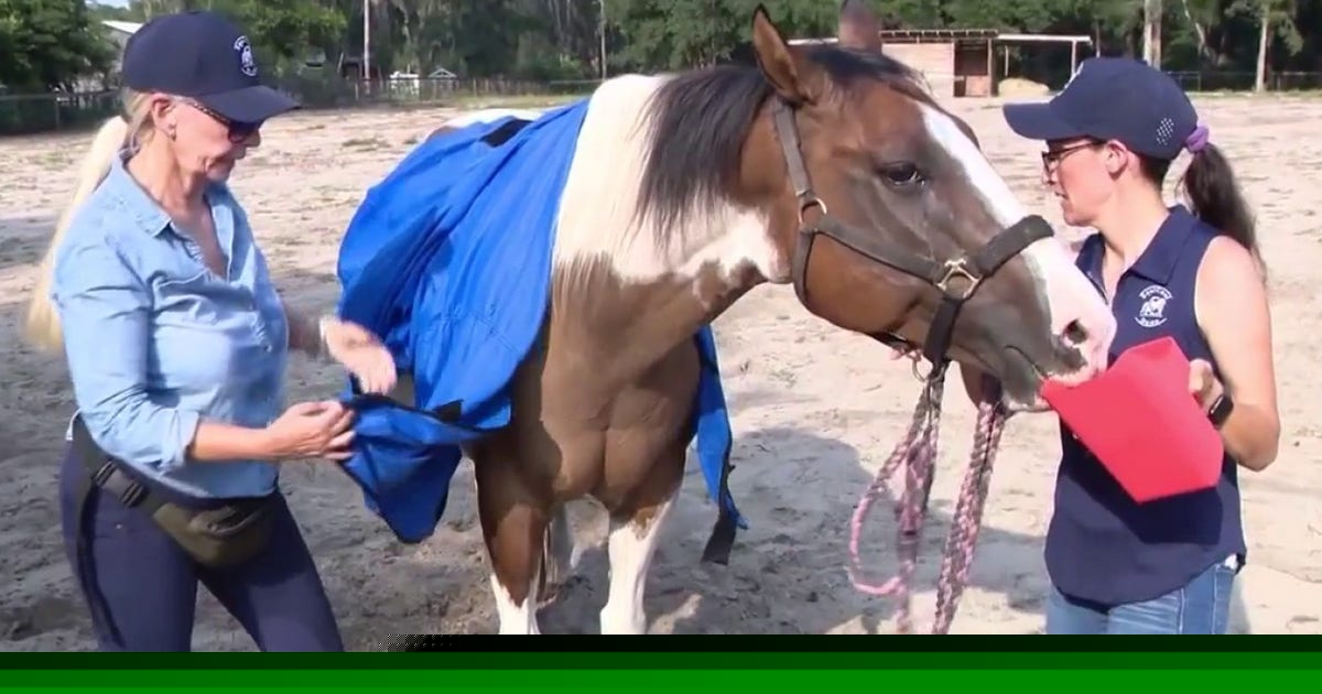Ocala horse owners take extra precautions during extreme heat