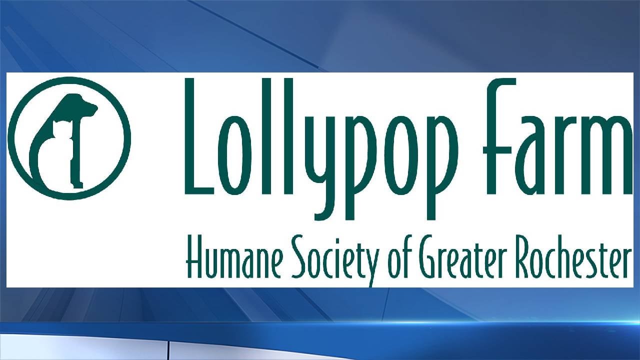 Fire breaks out at Lollypop Farm’s maintenance barn, but no animals or people hurt
