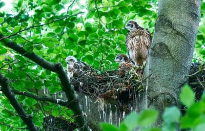 ‘It proves this can be done’: Berlin the blueprint to bring goshawks to UK cities