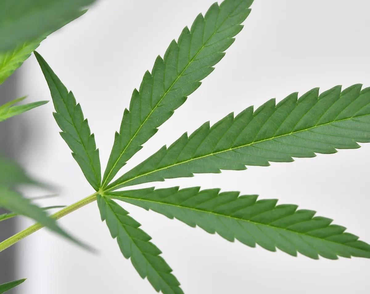 Montana Marijuana Sales Reach $29.99 Million in July, Second-Highest Monthly Total Ever