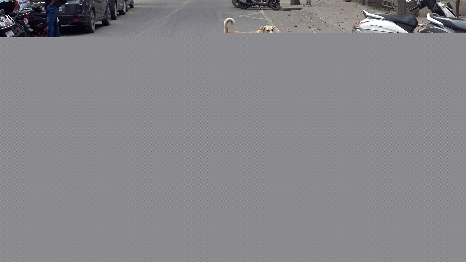 2 dozen schools in Jammu’s Rajouri closed, CRPF deployed. Reason: Stray dogs on biting spree