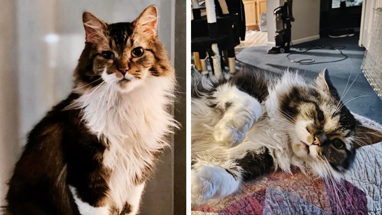 Man adopts stray senior cat one snowy winter, years of ups and downs has him reminiscing about their time together before he says goodbye