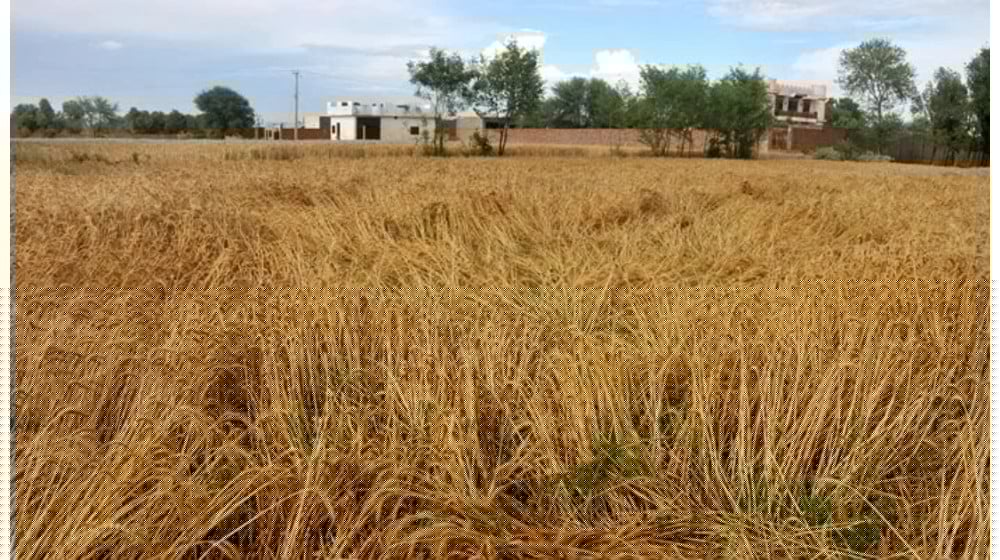 Comment on Govt Forms Committee to Decide if Pakistan Needs Wheat Imports by Mr Pencho