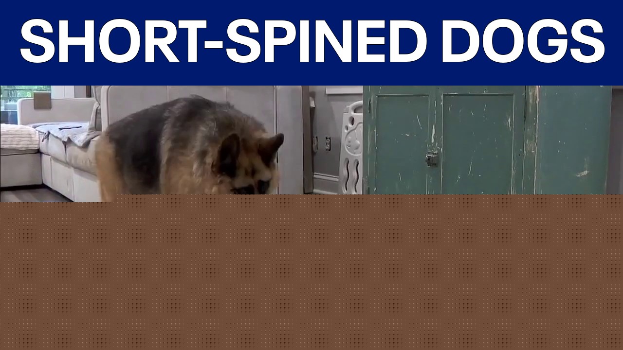 Jimothy the raccoon goes viral, shining spotlight on short-spined dogs