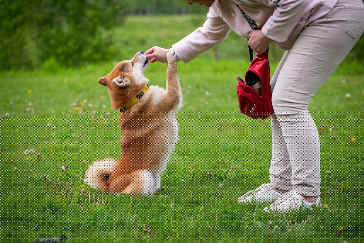 Pourquoi votre chien fait semblant de ne pas vous entendre ?