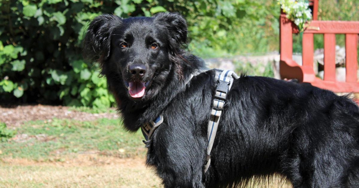 'Really sweet' Benji needs your help to find a forever home