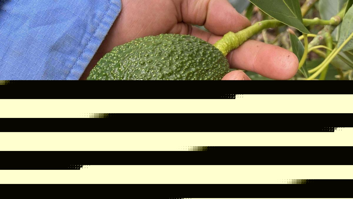 Southern Forests growers prepare for bumper avocado season
