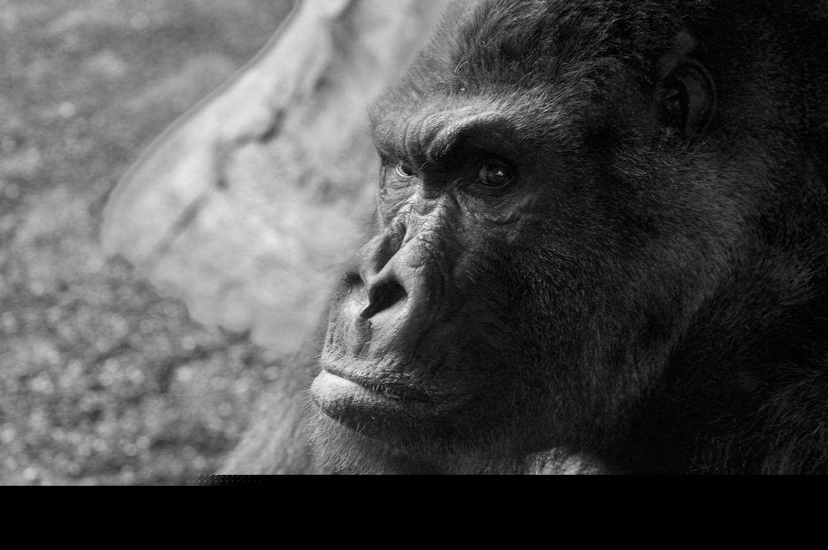 Missouri’s Most Famous Bigfoot Sighting Still Mystifies