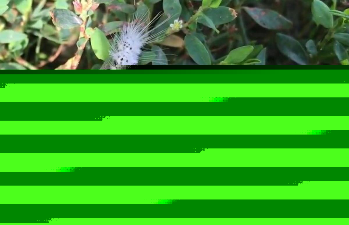 Fuzzy Caterpillar in New York Isn’t as Harmless as It Looks