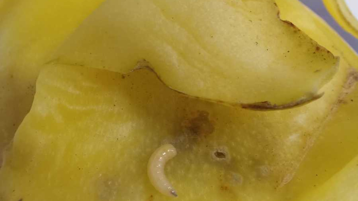 Exotické ovoce, zelenina a dřeviny pod kontrolou: Inspektoři ÚKZÚZ opakovaně odhalili vrtule a nový druh ploštice z Japonska