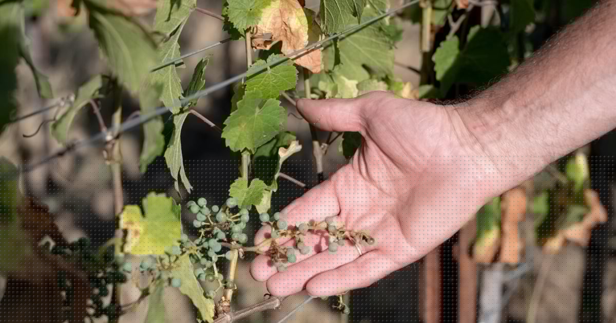 Trauben ausgetrocknet - NÖ-Weinbauern rechnen mit größeren Ernteausfällen