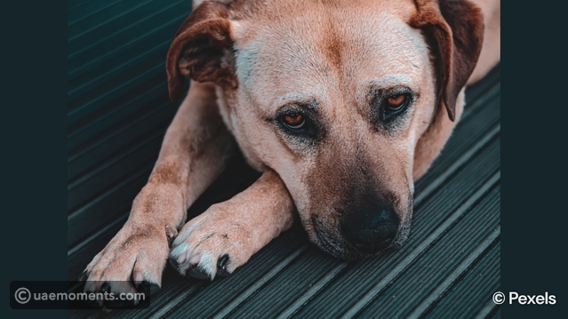 When a Dog Is About to Get Sick, It Shows These Warning Signs