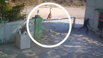 Dog barely escapes from hungry lioness by slipping under gate