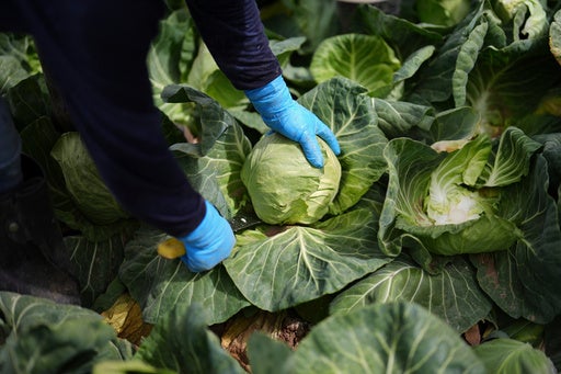 A recipe for avoiding 15 million deaths a year and climate disaster is fixing food, scientists say