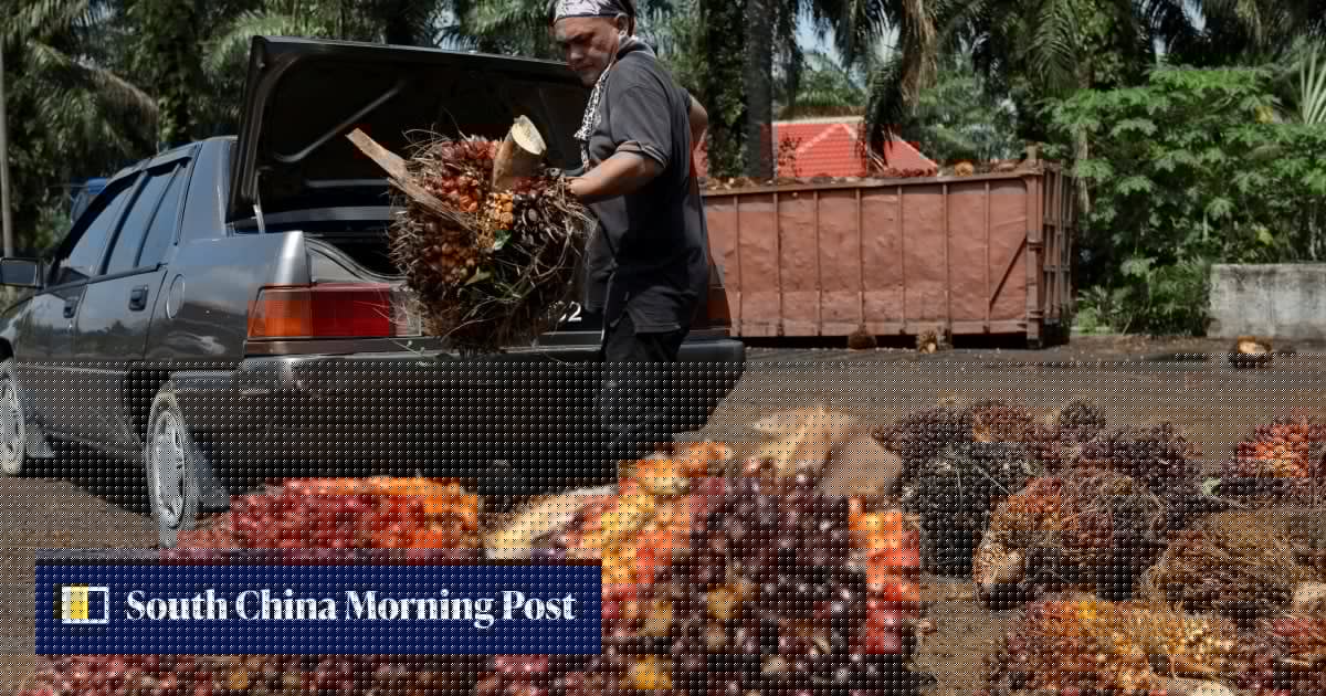 Palm oil to cool data centres? Malaysia explores option as water demand surges
