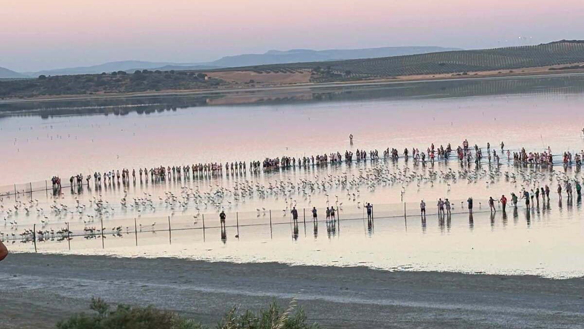 600 flamingo chicks ringed at Malaga lagoon in 40th anniversary event