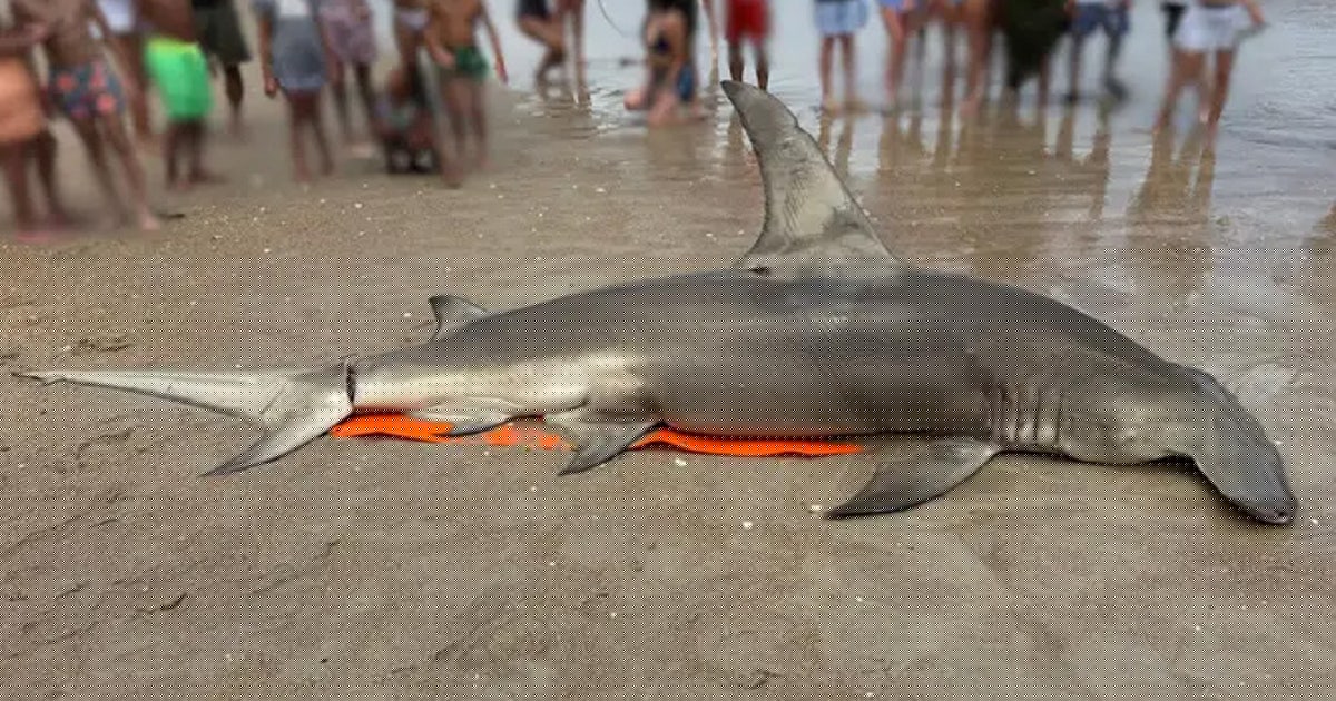 Massive great hammerhead shark found dead on North Carolina beach