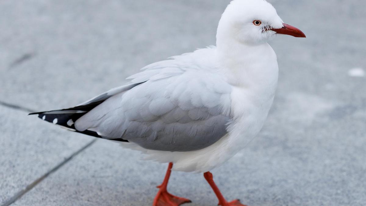 Major H5 bird flu blow as NSW confirms first native case