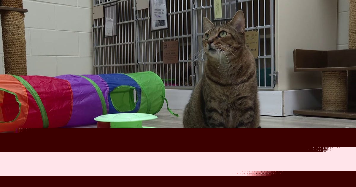 Free rabies vaccines: Polk animal control, SPCA Florida partner after recent cases