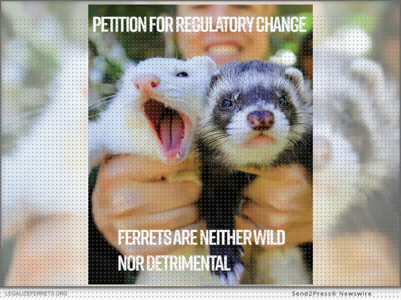 California Ferret Ban was Inherited in 1933 and Never Determined, says non-profit Legalize Ferrets