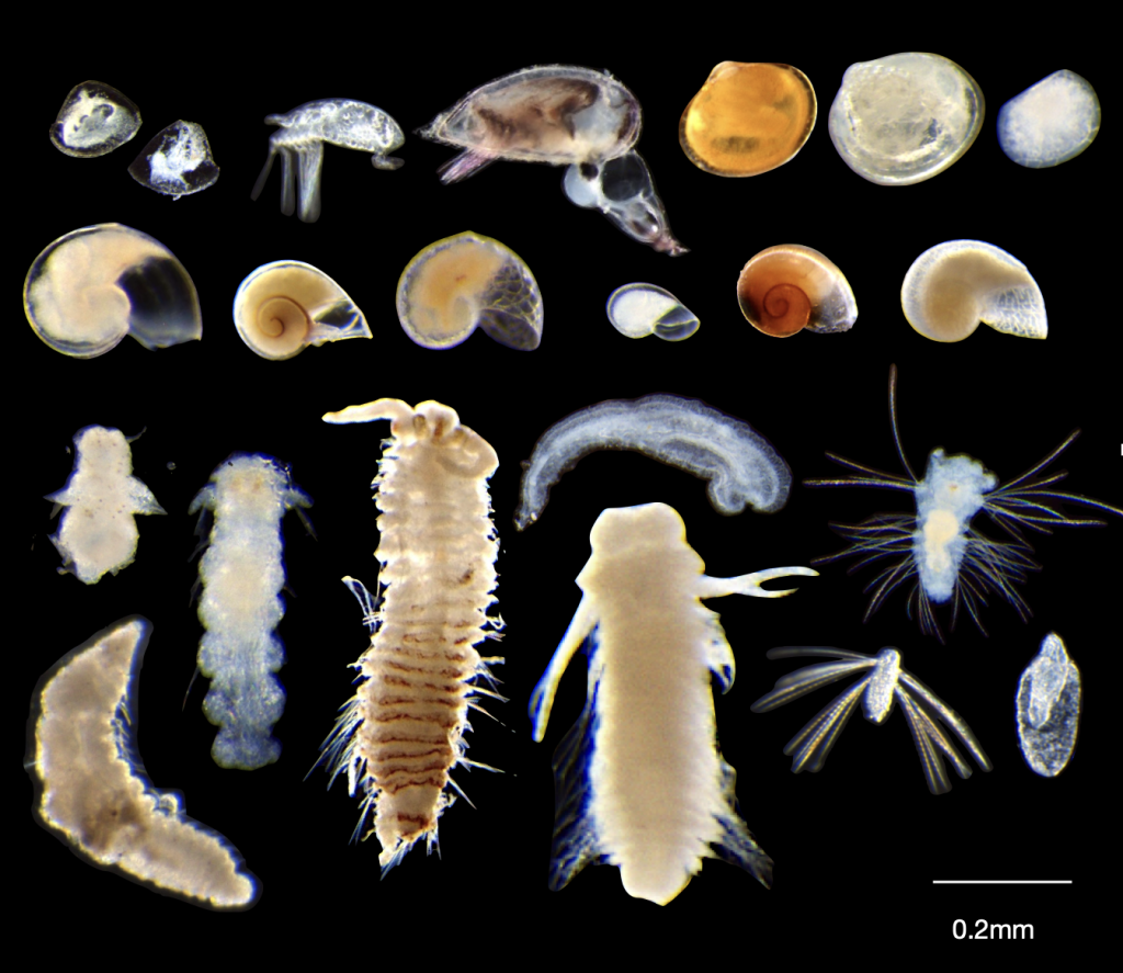Understudied ecosystem prompts caution from UH researchers on deep-sea mining