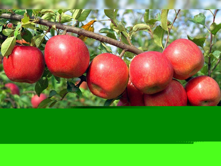 Himachal apple growers wary of Railways’ transport plan