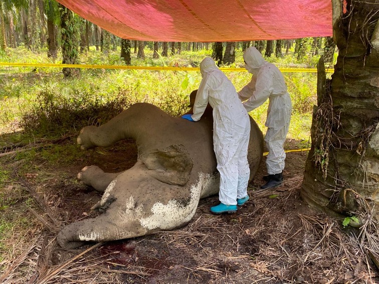 Elephant in Lahad Datu died of organ failure, no foul play detected