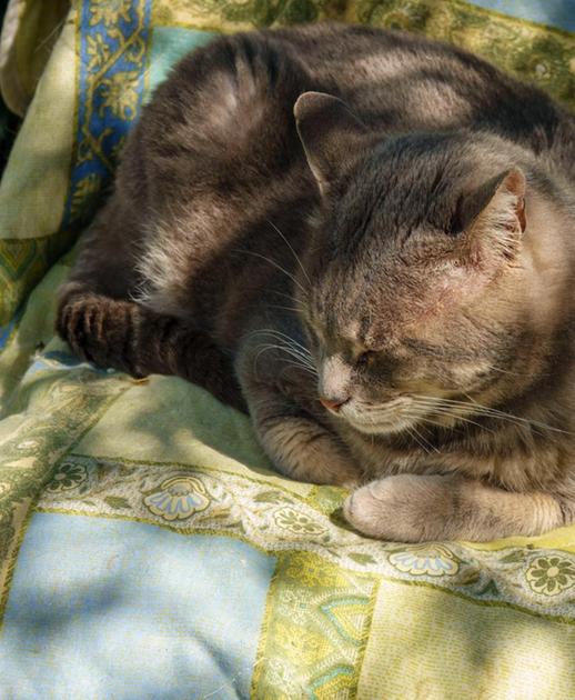 "È scomparso il mio gatto. E ci sono tanti altri casi"