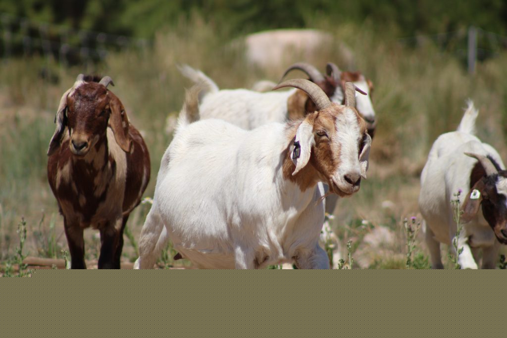 Snow Mountain Ranch hires goat herd to tackle invasive plants