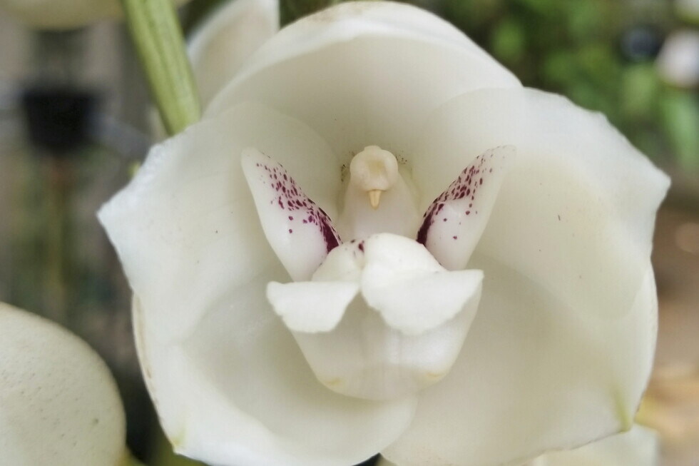 Why would someone go through the effort of writing a gardening guide for an orchid that looks like a weener and not include any pictures? [Fail]