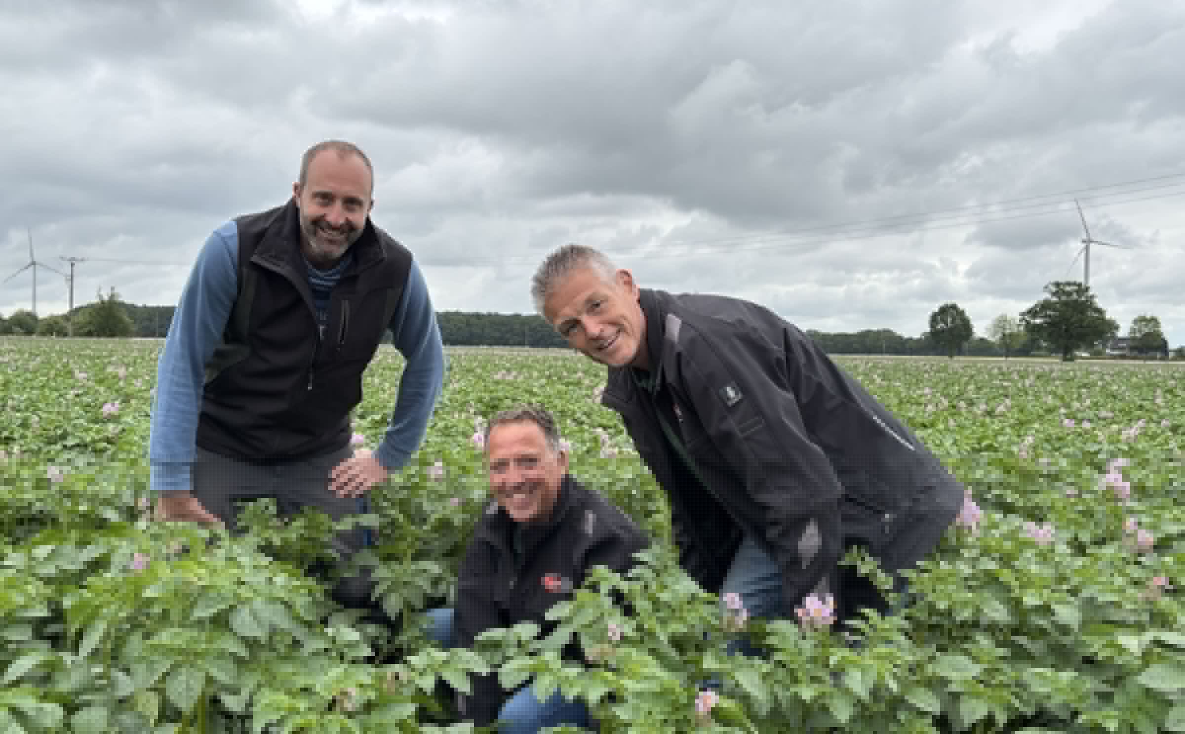 Quintera proves its value as an early processing potato for irrigated sandy soils