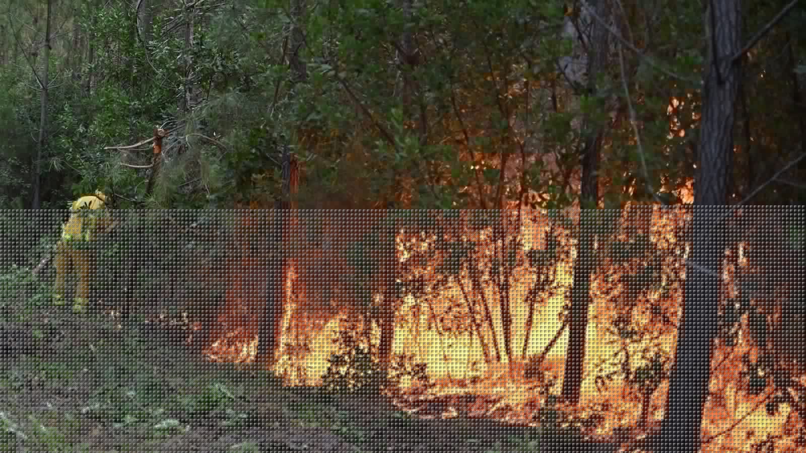 France's forest management may need to change to prevent more wildfires in Les Landes
