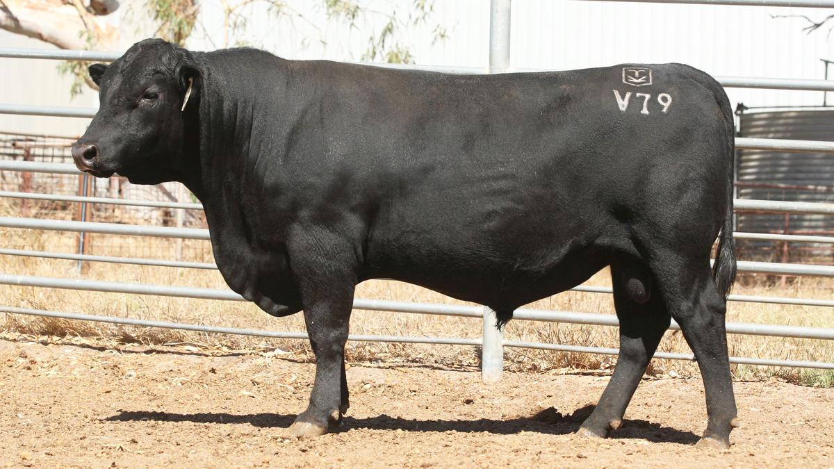 Black Tara Angus to offer first Showtime sons