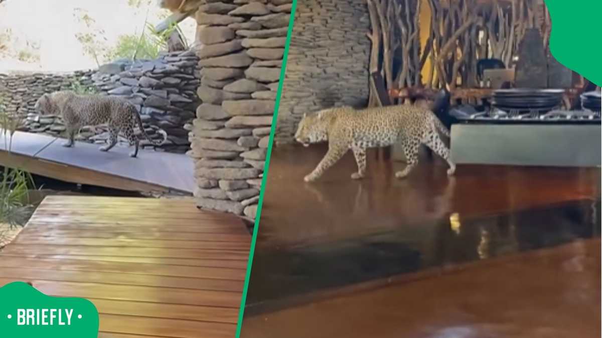 Leopard strolls through lodge as guests watch wild encounter