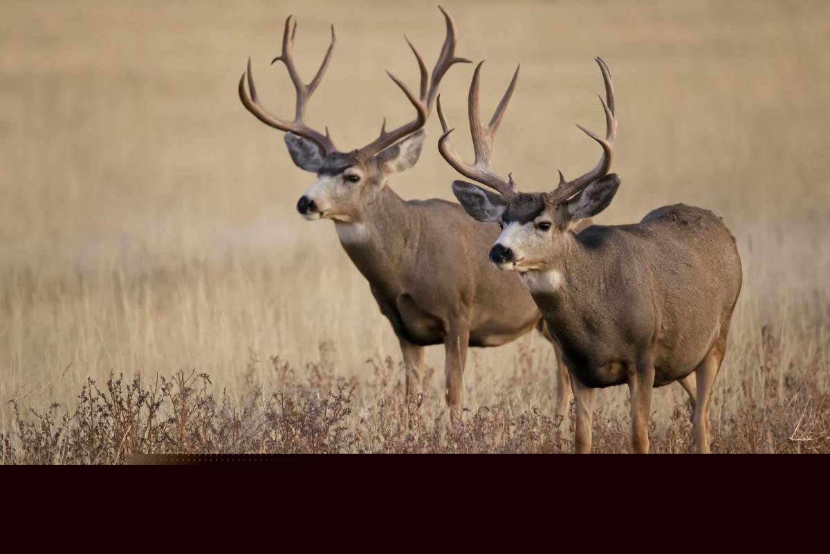 Texas Parks And Wildlife Is Now Taking Drawn Hunt Applications For 2026
