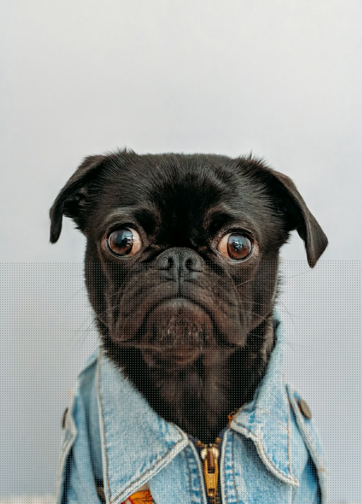 Drug-Resistant Superbug Can Jump From Pets To New Yorkers