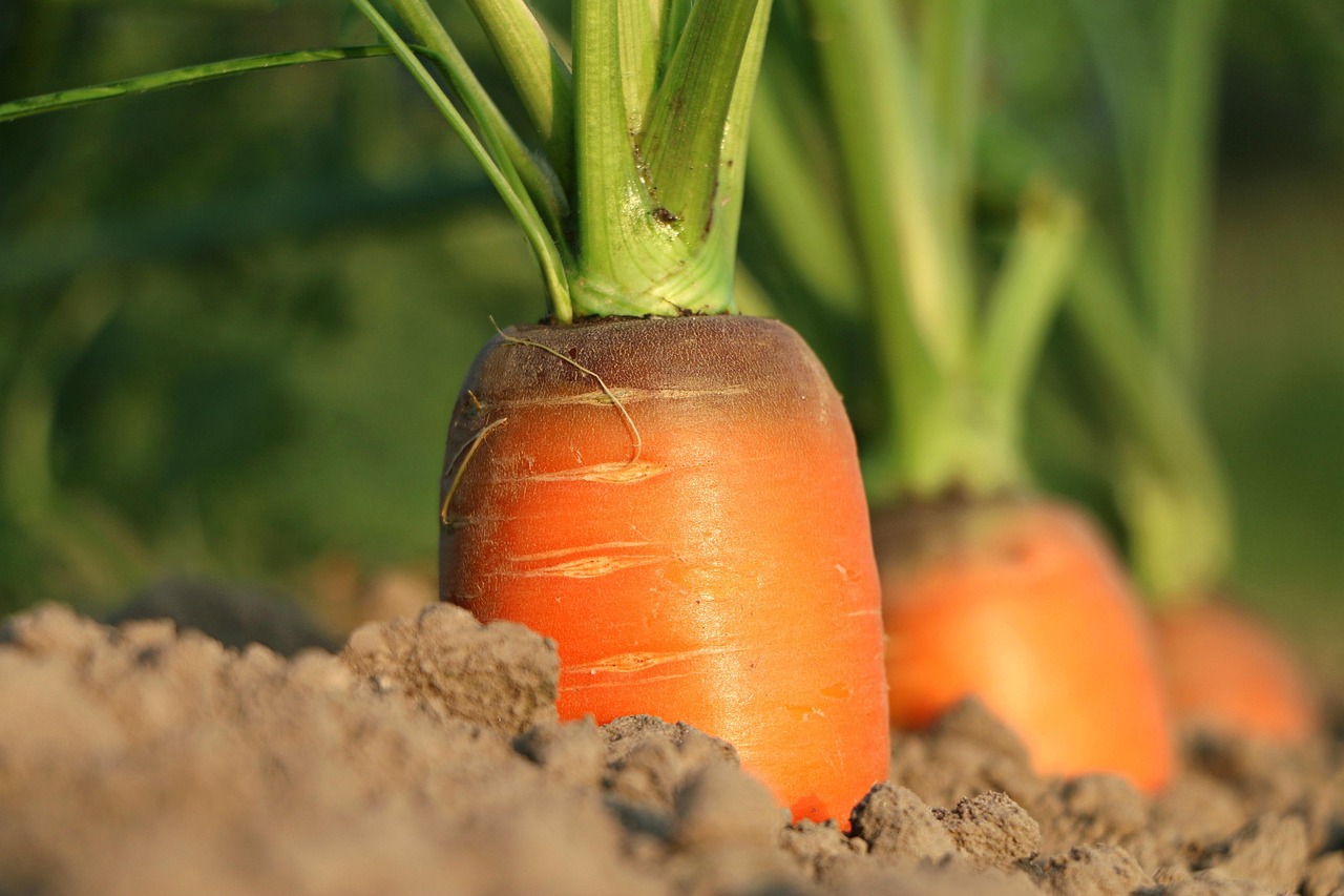 Allotment society in need of volunteers to fill committee roles
