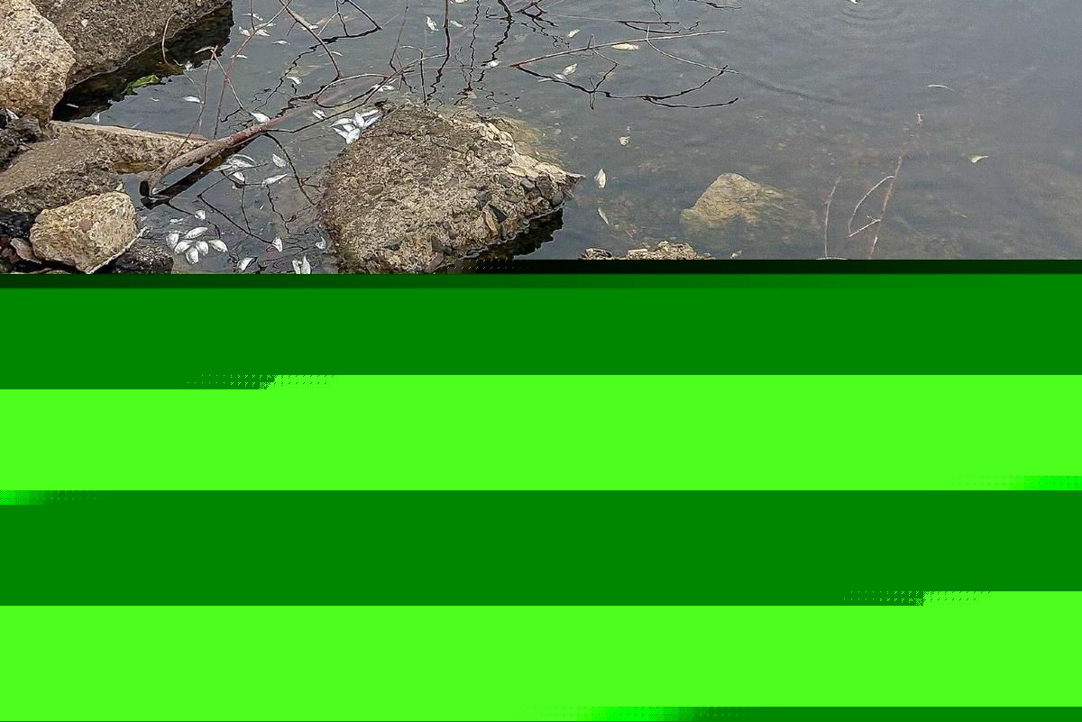 Over 200 Fish Kill Reports Have Come in From Minnesota Lakes This Summer
