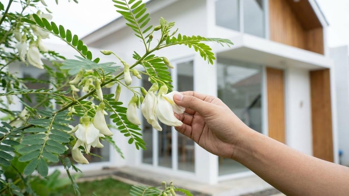 10 Jenis Pohon yang Bunganya Bisa Dikonsumsi, Bahan Pangan Sehat dari Halaman