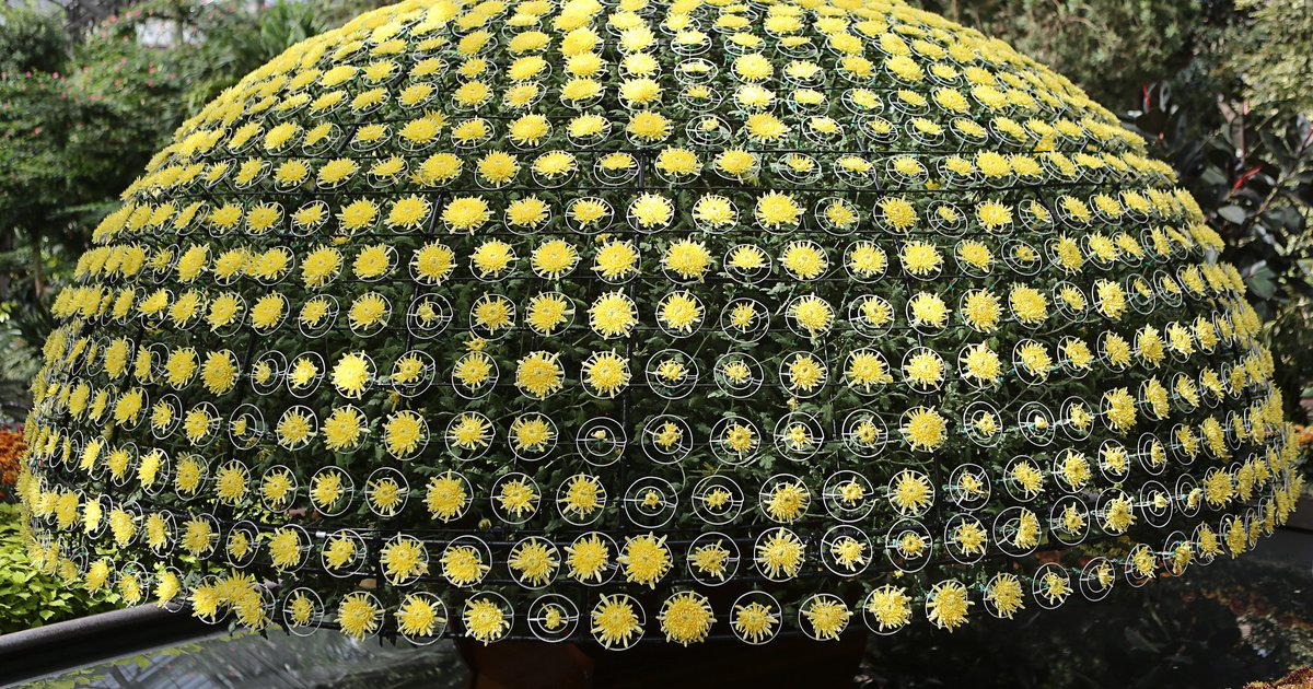Thousand bloom chrysanthemum, Longwood Gardens' 'most intensive horticultural effort,' returns this month